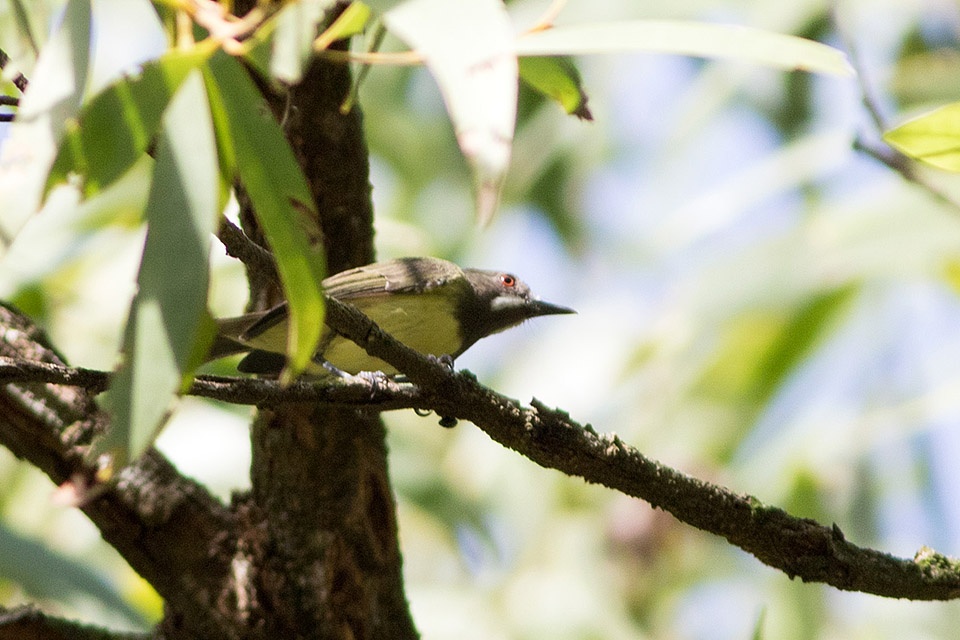 Fairy Gerygone (Gerygone palpebrosa)